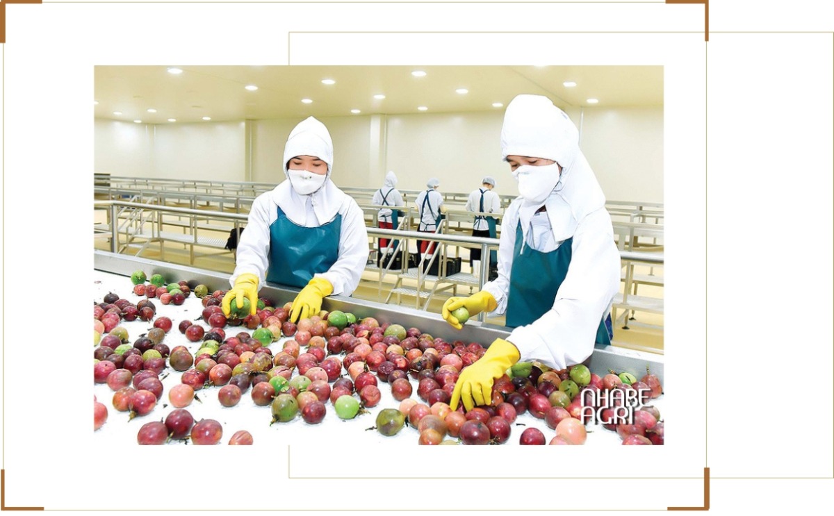 Tiềm năng phát triển cây chanh leo, và xuất khẩu chanh leo