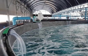 Ứng dụng điện mặt trời trong hệ thống lọc nước và tuần hoàn nước trong nuôi trồng thủy sản