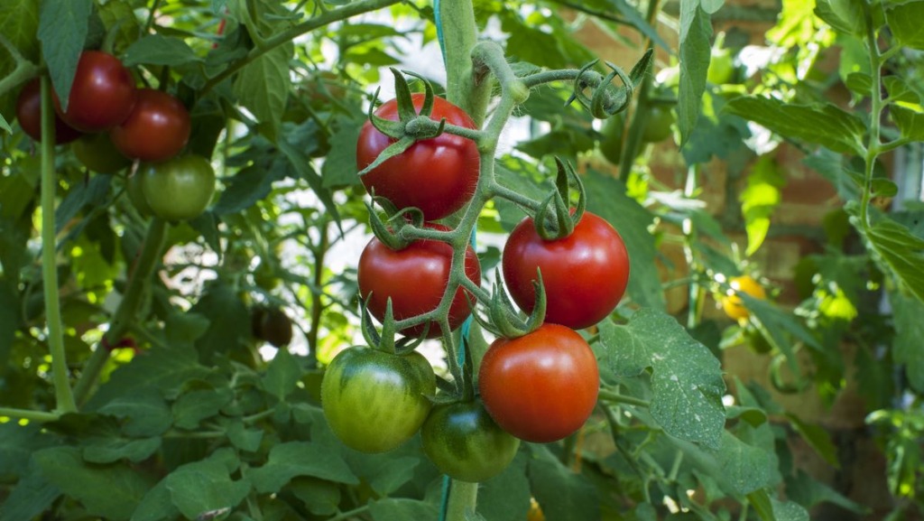 Cach trong ca chua hieu qua