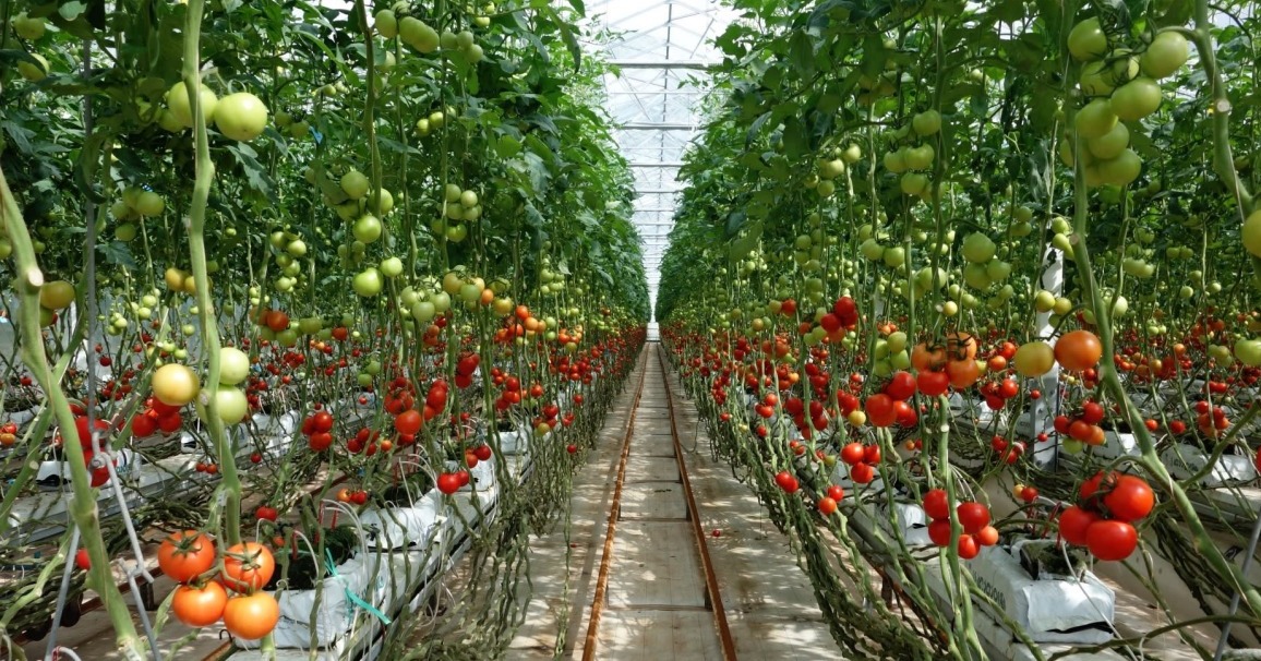 cach trong ca chua hieu qua