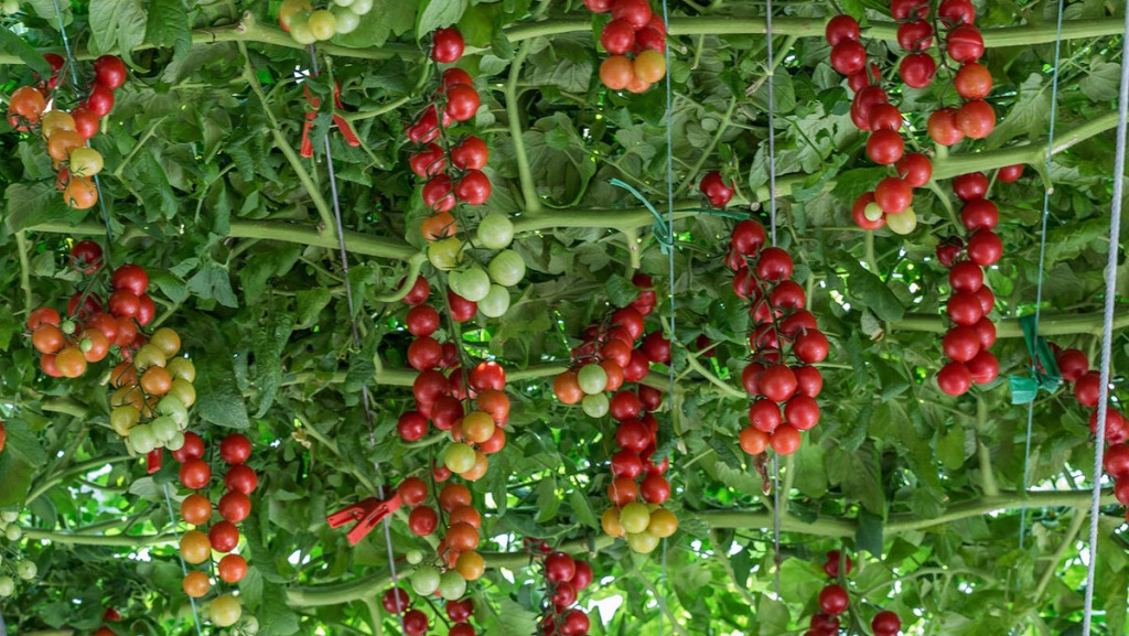 cay ca chua bach tuoc