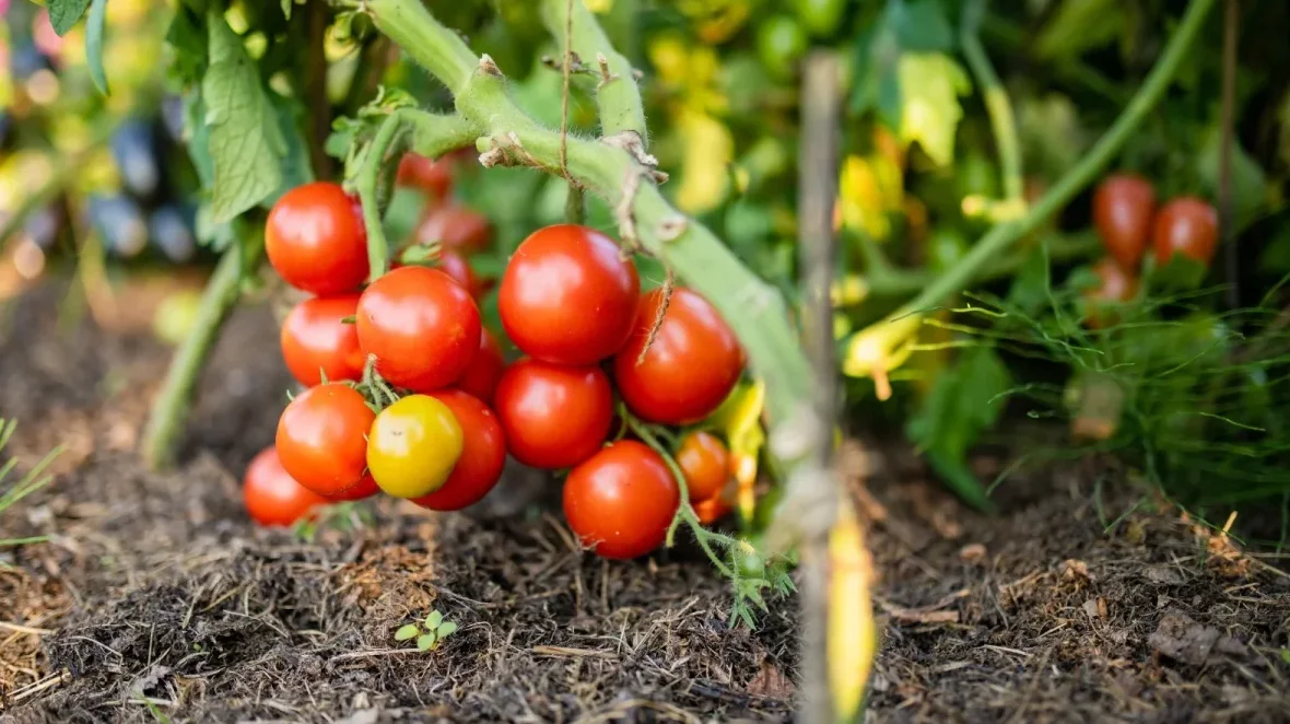 Những điều cần nắm khi trồng cây cà chua bi 2 cay ca chua bi 0