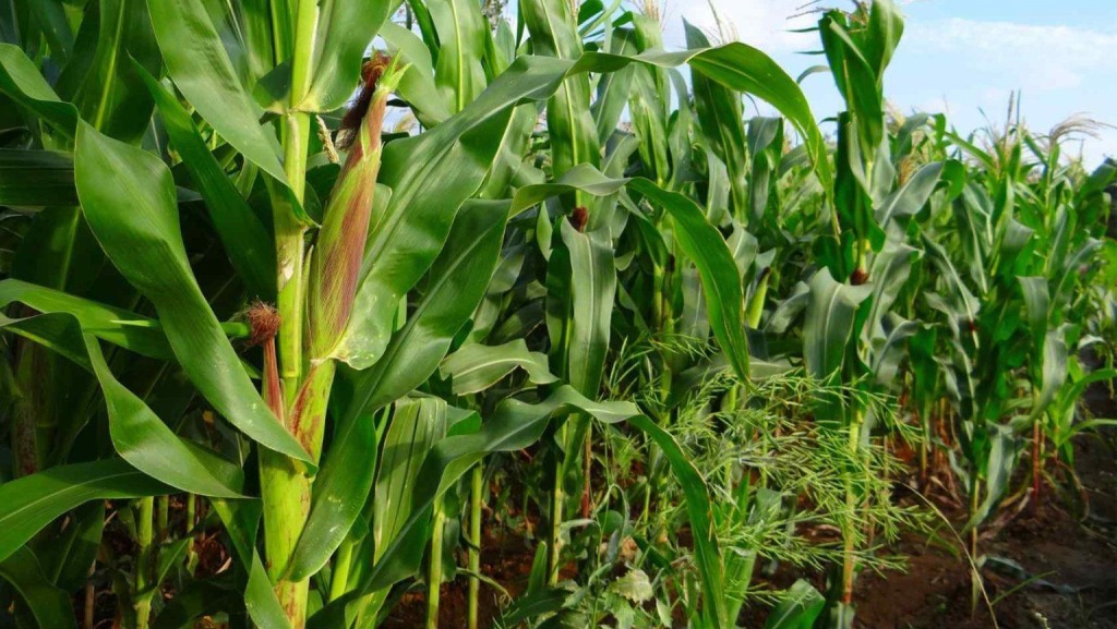 Sau hai tren cay bap