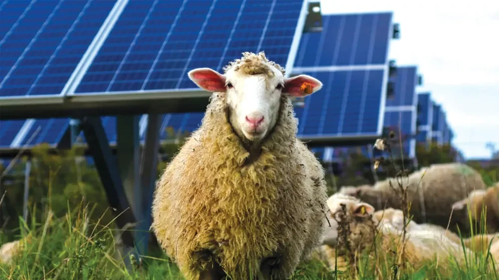 Chính sách hỗ trợ phát triển điện mặt trời cho ngành chăn nuôi ở Việt Nam 10 Chính sách hỗ trợ phát triển điện mặt trời cho ngành chăn nuôi ở Việt Nam