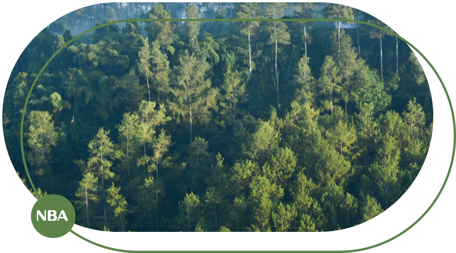 Chung chi carbon tu trong rung Kiếm tiền từ tín chỉ carbon nông nghiệp