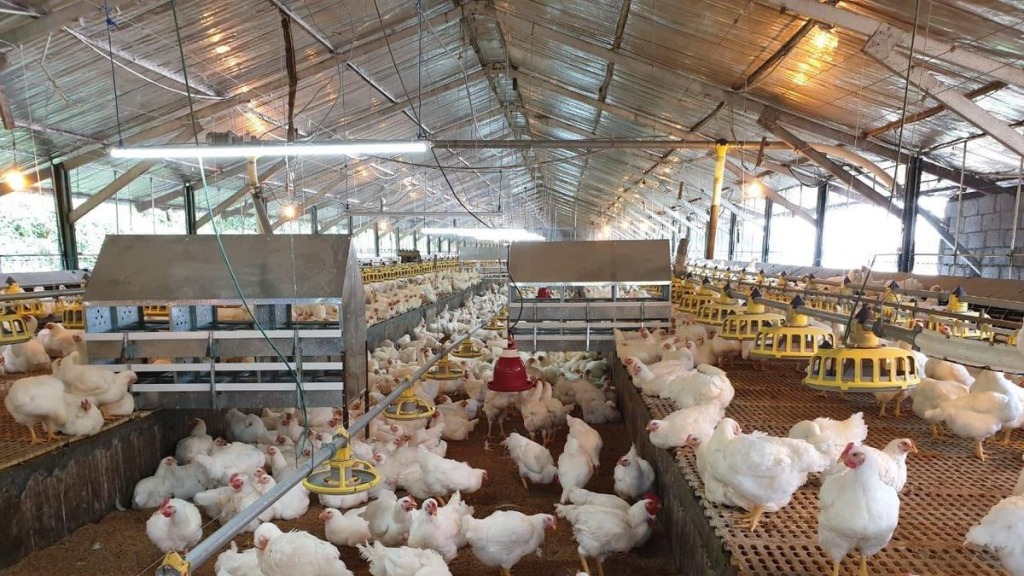 Điện mặt trời phục vụ hệ thống sưởi ấm mùa đông cho gia súc, gia cầm non 9 Điện mặt trời phục vụ hệ thống sưởi ấm mùa đông cho gia súc, gia cầm non