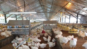 Điện mặt trời phục vụ hệ thống sưởi ấm mùa đông cho gia súc, gia cầm non