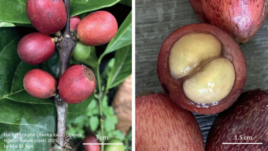 Hat-ca-phe-Liberica-loài-C.-Liberica