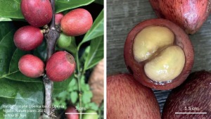 Hat-ca-phe-Liberica-loài-C.-Liberica