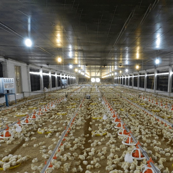 Hệ thống điện năng lượng mặt trời đèn led nông nghiệp