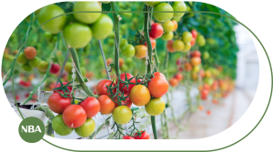 Ky thuat tuoi ca chua tu dong