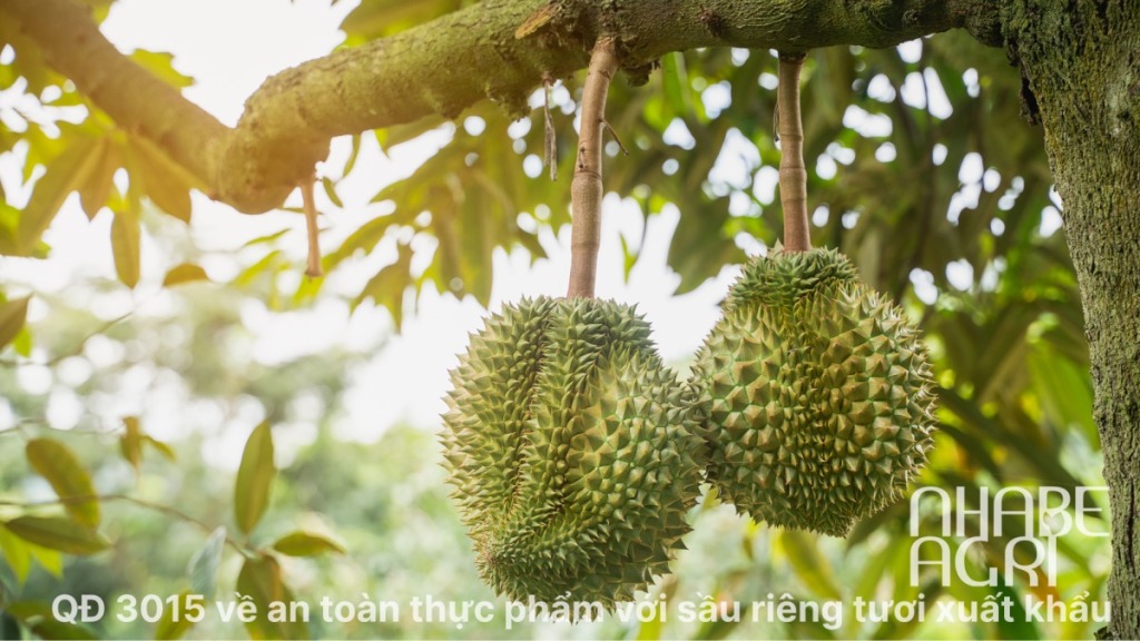 Quyết định 3015 về an toàn thực phẩm với sầu riêng tươi xuất khẩu 35 Quyết định 3015 về an toàn thực phẩm với sầu riêng tươi xuất khẩu