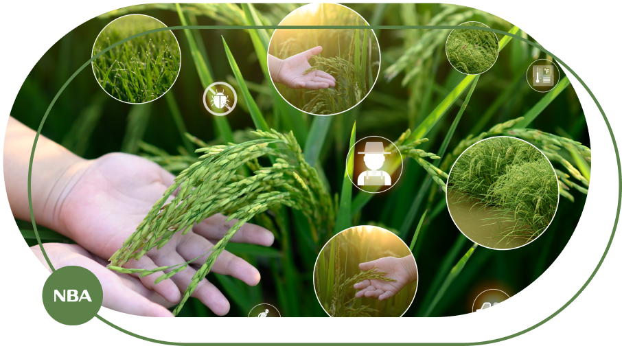 Tin chi carbon nganh lua Kiếm tiền từ tín chỉ carbon nông nghiệp