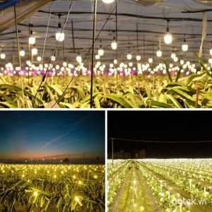 Ung-dung-den-led-nang-luong-mat-troi-trong-trong-trot