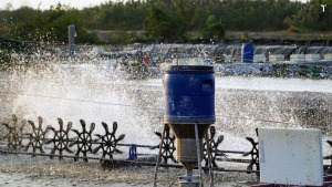 Ứng dụng điện mặt trời cho máy cho ăn tự động trong nuôi tôm, cá