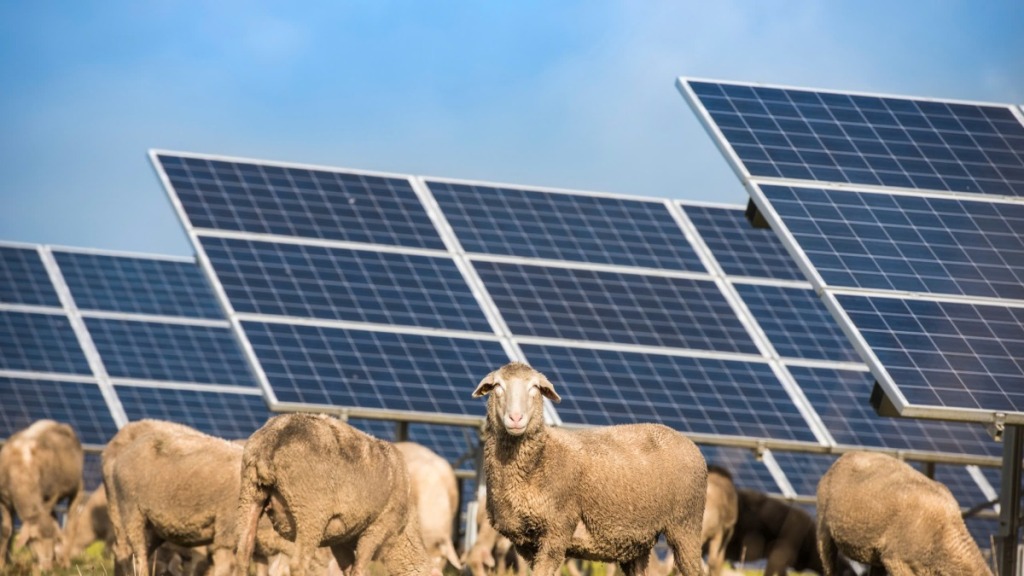 Ứng dụng điện mặt trời giúp nâng cao phúc lợi động vật trong chăn nuôi 12 Ứng dụng điện mặt trời giúp nâng cao phúc lợi động vật trong chăn nuôi