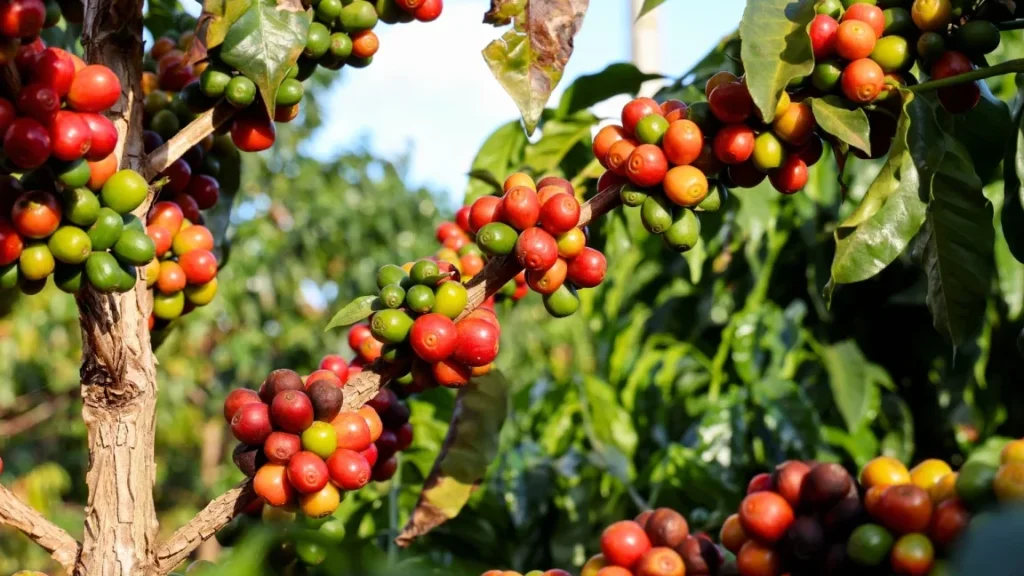 ca phe arabica ca phe che