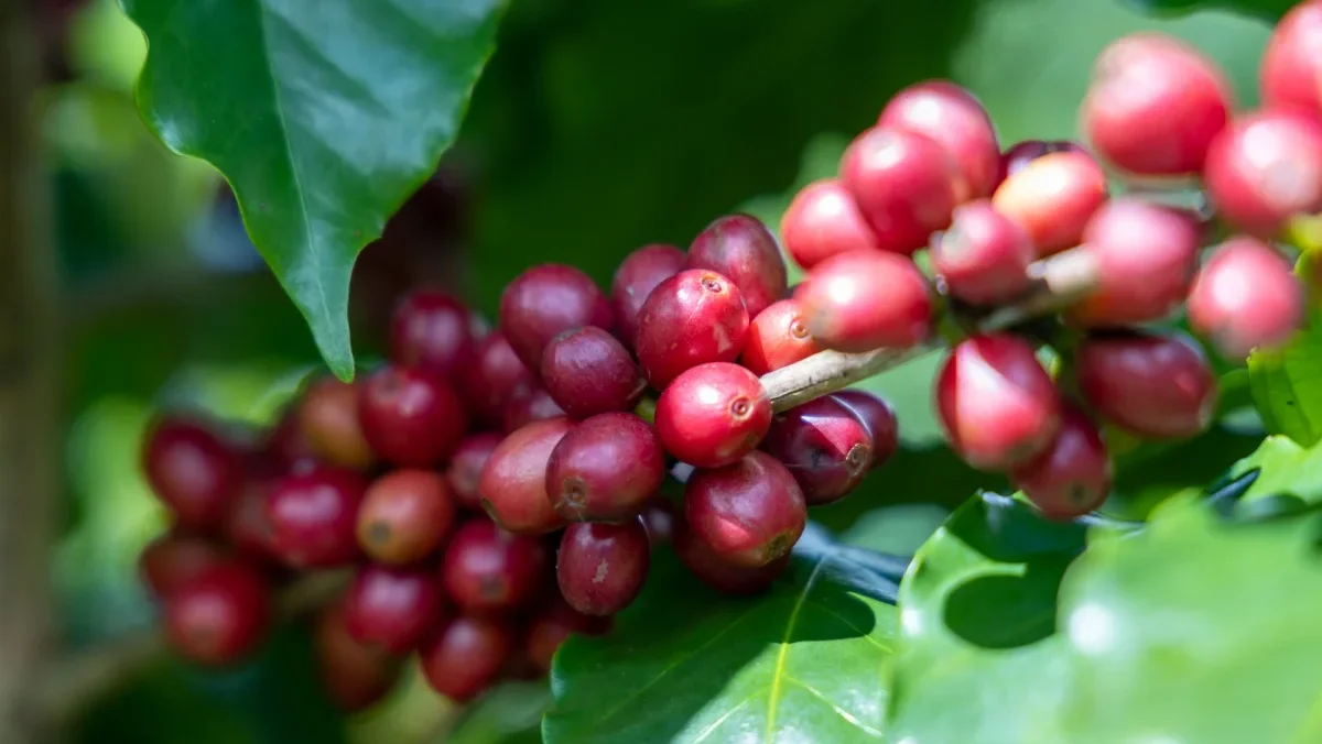 ca phe robusta