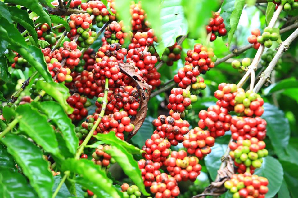 Mọi kiến thức về cà phê vối, cà phê robusta 2 ca phe voi