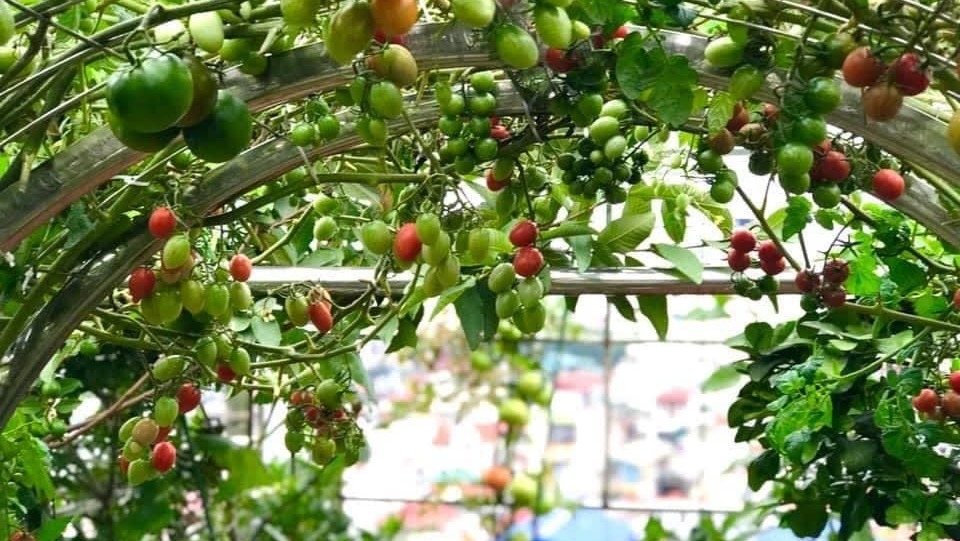 Top 3 loại giống cà chua dễ trồng hiện nay 2 giong ca chua de trong nhat