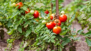 giong ca chua de trong