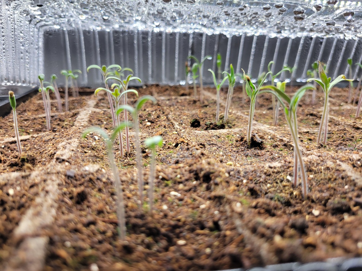 Top 3 loại giống cà chua dễ trồng hiện nay 3 giong ca chua 1