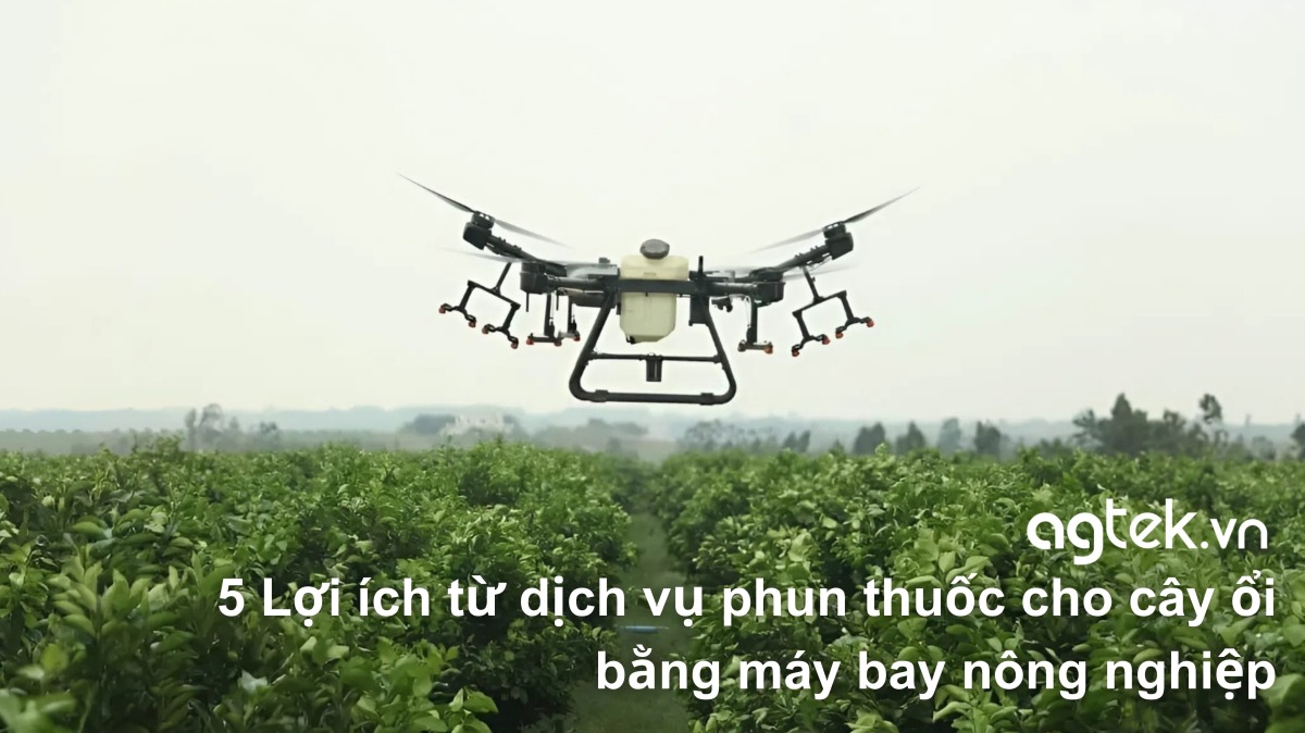 5 Lợi ích từ dịch vụ phun thuốc cho cây ổi bằng máy bay nông nghiệp