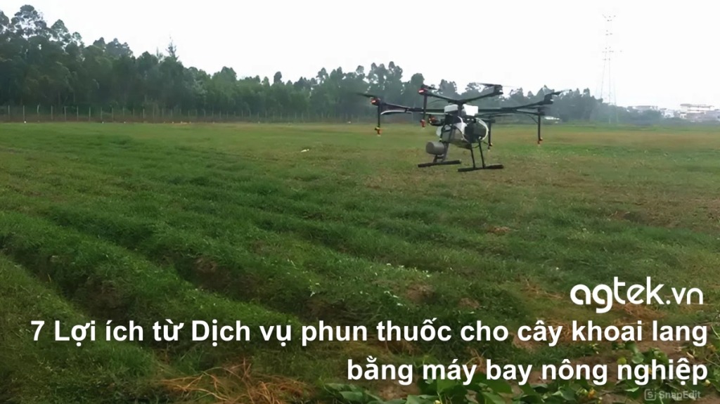 7 Lợi ích từ Dịch vụ phun thuốc cho cây khoai lang bằng máy bay nông nghiệp
