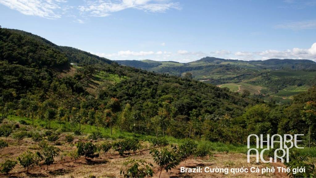 Brazil Cường quốc Cà phê Thế giới