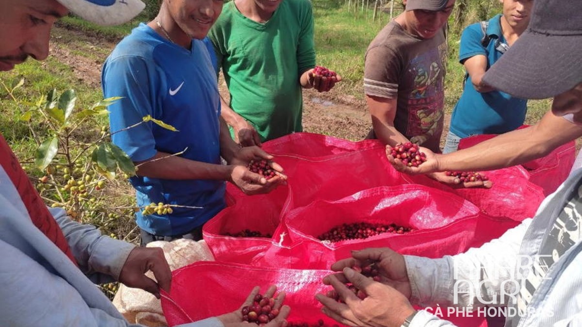 Cà phê Honduras