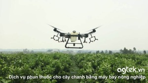 Dịch vụ phun thuốc cho cây chanh bằng máy bay nông nghiệp