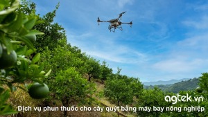 Dịch vụ phun thuốc cho cây quýt bằng máy bay nông nghiệp