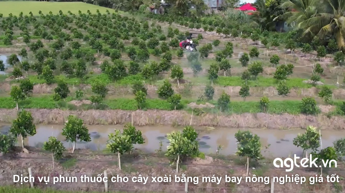 Dịch vụ phun thuốc cho cây xoài bằng máy bay nông nghiệp giá tốt