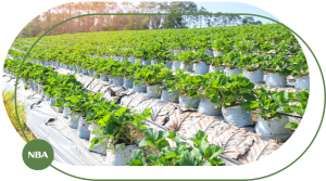 Rác thải nhựa nông nghiệp, vật tư nông nghiệp thân thiện môi trường