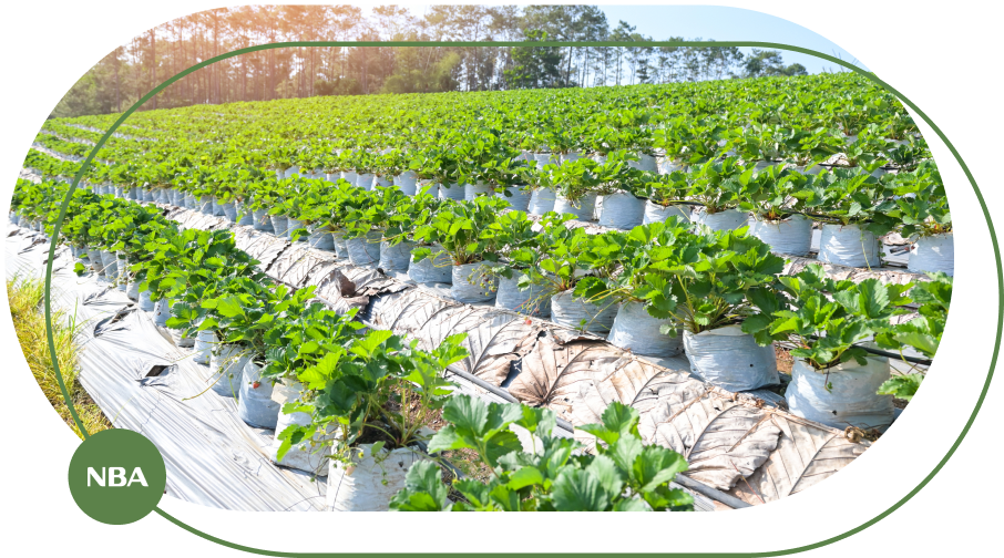 Rác thải nhựa nông nghiệp, vật tư nông nghiệp thân thiện môi trường