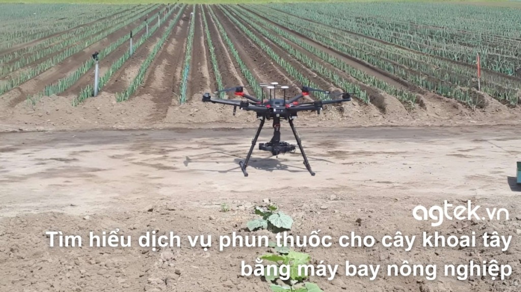 Tìm hiểu Dịch vụ phun thuốc cho cây khoai tây bằng máy bay nông nghiệp 36 Tìm hiểu dịch vụ phun thuốc cho cây khoai tây bằng máy bay nông nghiệp
