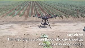 Tìm hiểu dịch vụ phun thuốc cho cây khoai tây bằng máy bay nông nghiệp