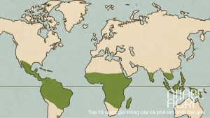 Top 10 quốc gia trồng cây cà phê lớn nhất thế giới