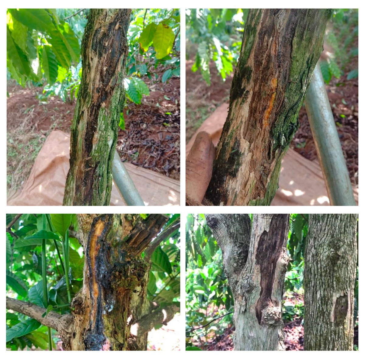 Sâu hại phổ biến trên cây công nghiệp 2 sau hai pho bien tren cay cong nghiep 0