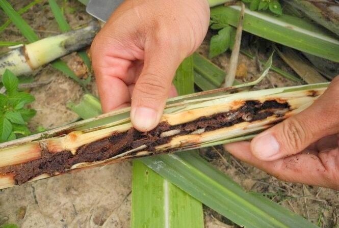 Sâu hại phổ biến trên cây công nghiệp 3 sau hai pho bien tren cay cong nghiep 2