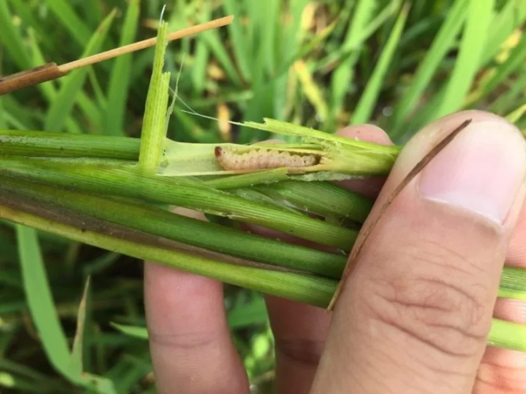 sau hai tren cay luong thuc 2