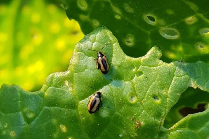 bo nhay sau hai tren rau