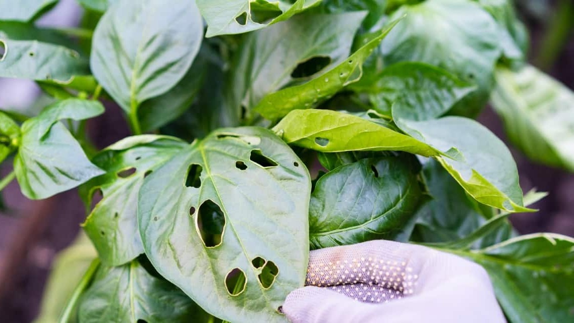 Sâu Hại Trên Rau Thường Gặp