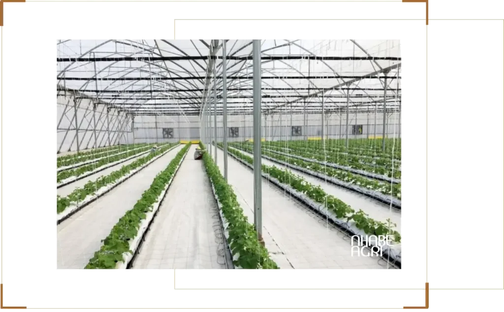 5 Ứng dụng nhà kính trong nông nghiệp công nghệ cao nhà nông nên biết