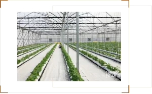 5 Ứng dụng nhà kính trong nông nghiệp công nghệ cao nhà nông nên biết