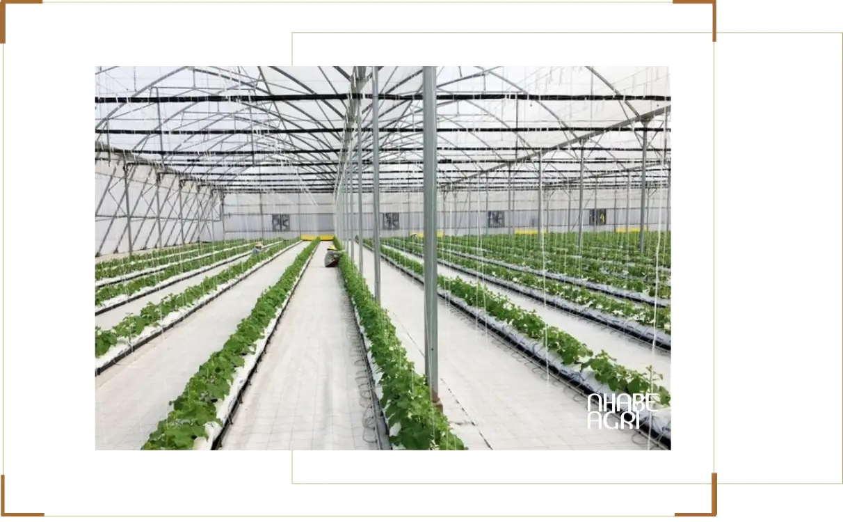 5 Ứng dụng nhà kính trong nông nghiệp công nghệ cao nhà nông nên biết
