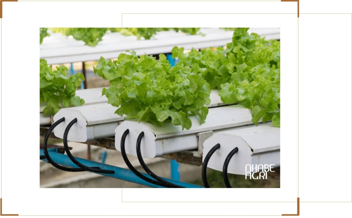 Chi phí lắp đặt hệ thống trồng rau thủy canh nhà kính quy mô lớn