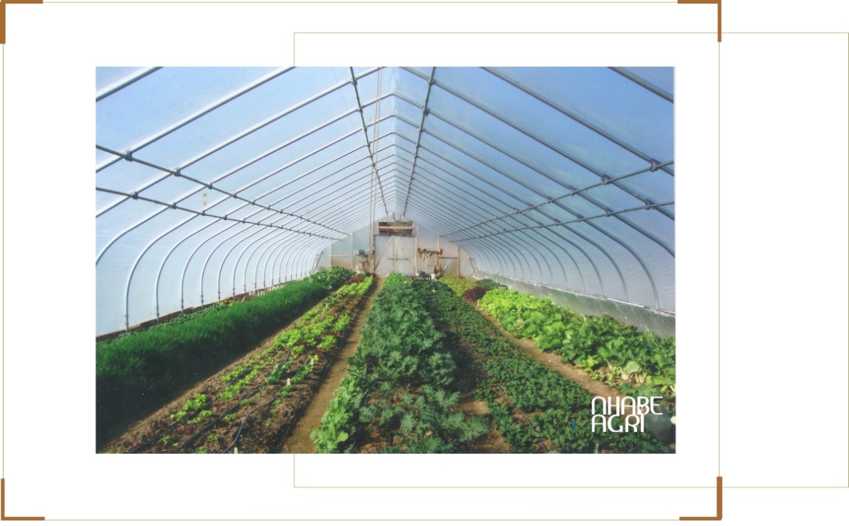 Cẩm nang cách trồng cây nhà kính nhà màng