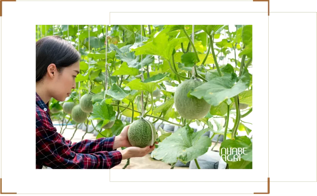 Nhà màng trồng dưa lưới, rau và hoa