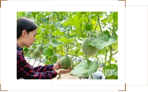 Nhà màng trồng dưa lưới, rau và hoa